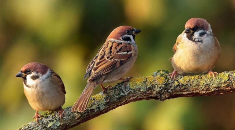 World Sparrow Day 2019
