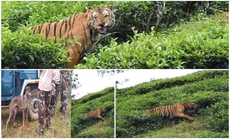 ஆட்கொல்லி புலியை கொல்ல தேடுதல் வேட்டை தீவிரம்