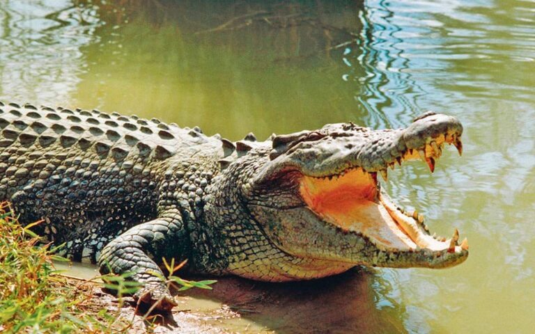 கோவில் குளம் முதலை