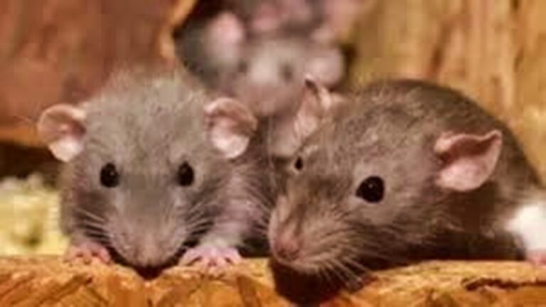 RATS