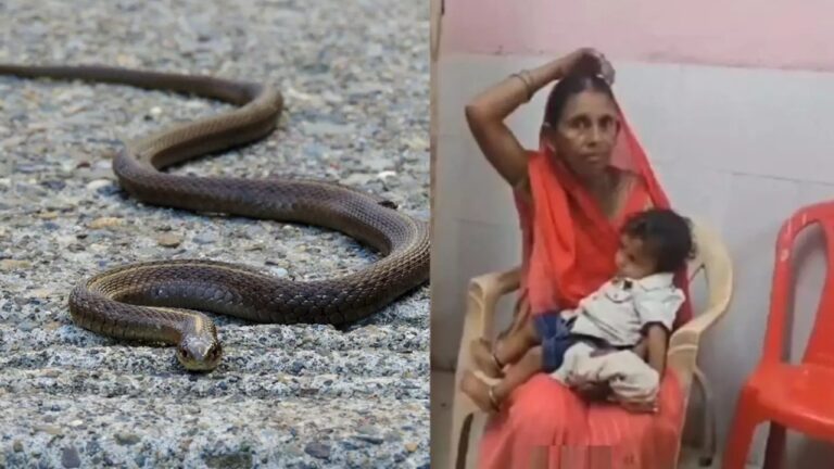 snake
