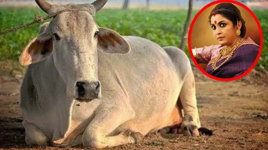 நாட்டு பசுமாடுகள் இனி ‘ராஜமாதா’… மகாராஷ்டிரா அரசு வெளியிட்ட அறிவிப்பு…!