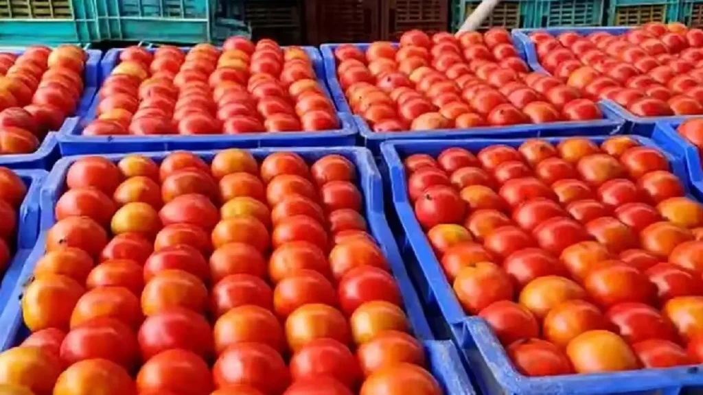 தக்காளி விலை உயர்வு… பண்ணை பசுமை கடைகளில் குறைந்த விலையில் அரசு விற்பனை…!
