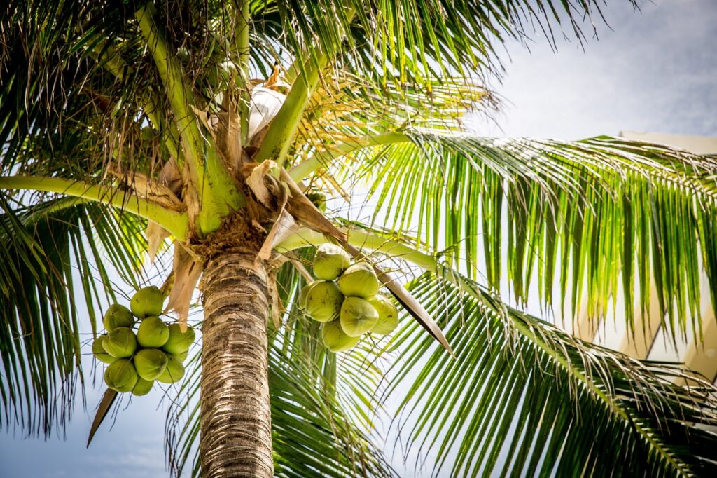 What Happens When You Drink Tender Coconut Water Every Morning for 30 Days?