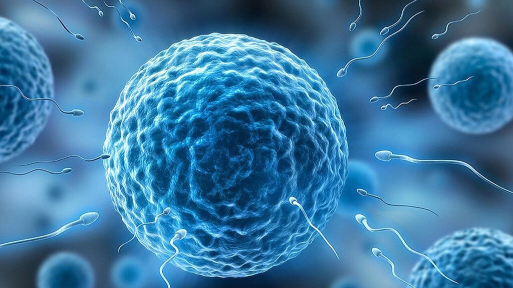 How Does Sperm Quality Influence Your Longevity?
