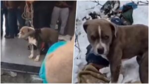 விசுவாசமான நாய் காப்பு: உறைபனியில் 4 நாட்களாக எஜமானரின் சடலத்தைப் பாதுகாத்த நெகிழ்ச்சி! விசுவாசமான நாய் காப்பு - ஹிமாச்சல பிரதேசம் நெகிழ்ச்சி சம்பவம்.