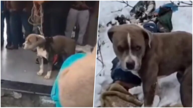 விசுவாசமான நாய் காப்பு - ஹிமாச்சல பிரதேசம் நெகிழ்ச்சி சம்பவம்.