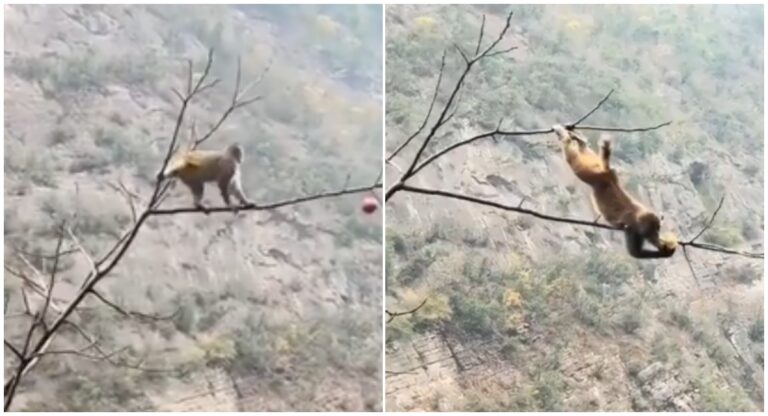 பசி கொண்ட குரங்கு வீடியோ - உணவிற்காக போராடும் குரங்கின் த்ரில்லான முயற்சி.