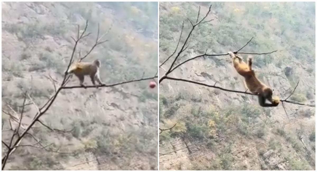 பசி கொண்ட குரங்கு வீடியோ - உணவிற்காக போராடும் குரங்கின் த்ரில்லான முயற்சி.